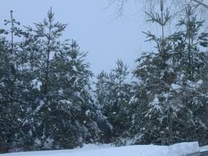 Snow on Pines